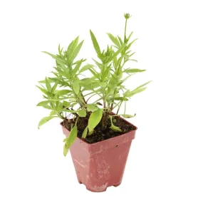 Coreopsis Enchanted Eve : godet